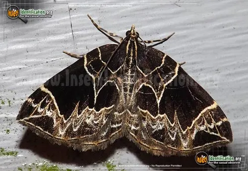 Dark-banded Geometer - photo 4