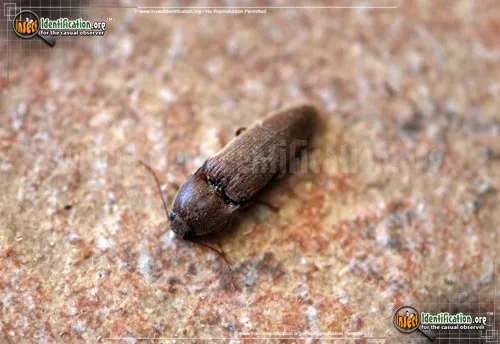 Dark Brown Click Beetle - photo 2