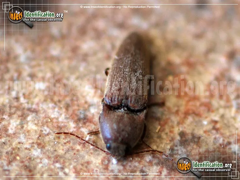 Dark Brown Click Beetle - photo 3