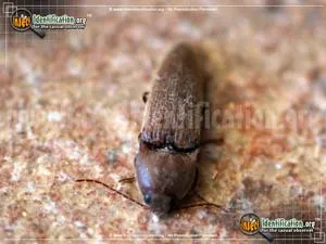 Dark Brown Click Beetle - photo 4