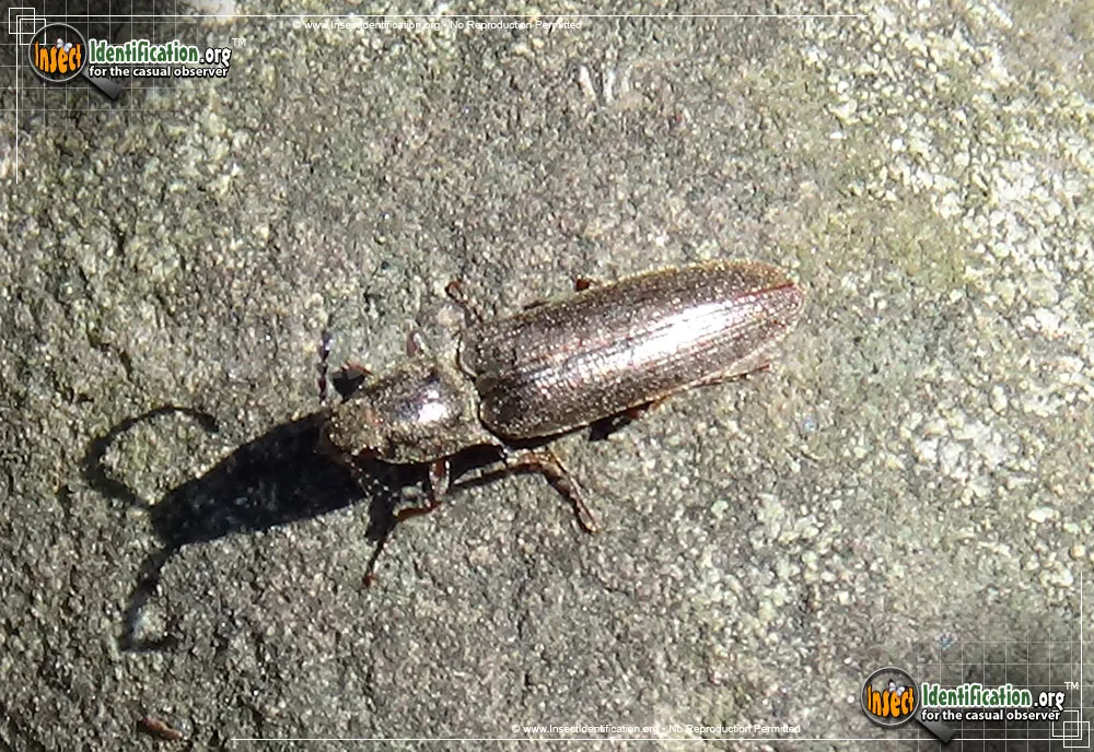 Dark Brown Click Beetle - photo 5