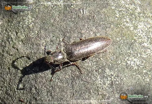 Dark Brown Click Beetle - photo 6