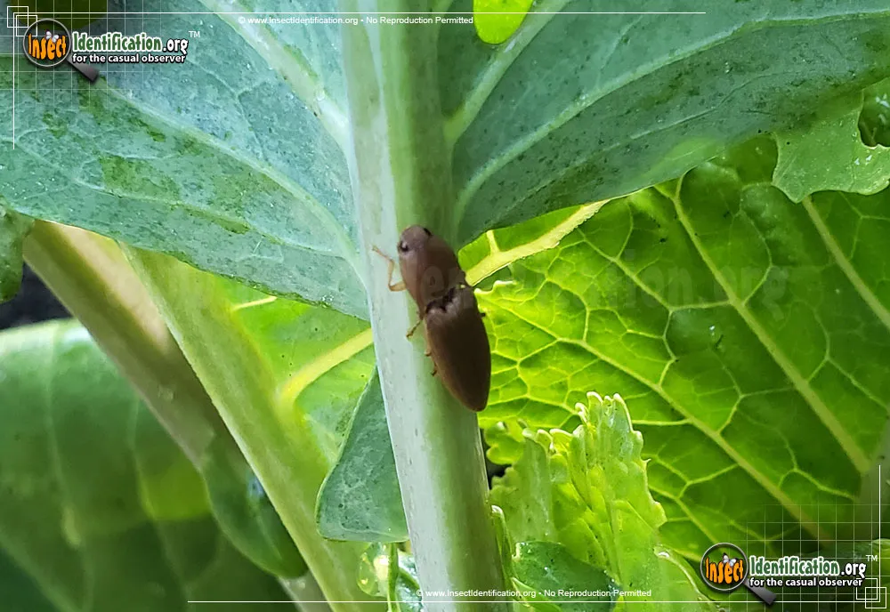 Dark Brown Click Beetle - photo 7