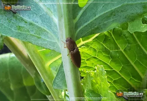 Dark Brown Click Beetle - photo 8