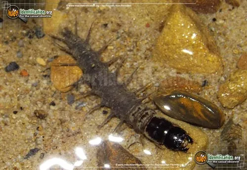 Dark Fishfly - photo 2