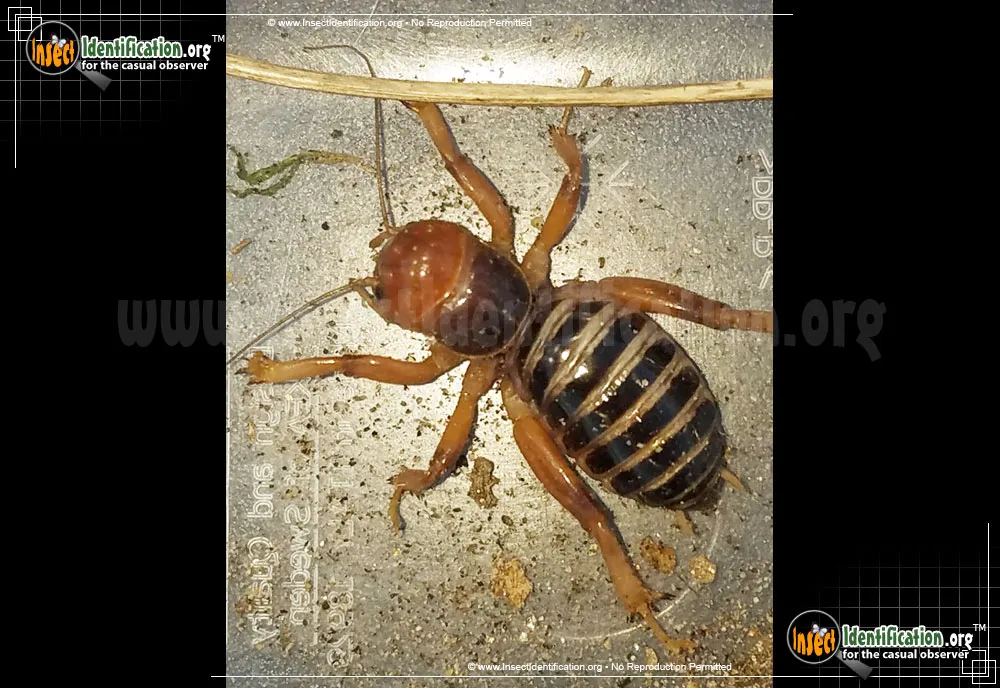 Dark Jerusalem Cricket