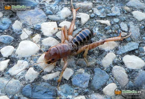 Dark Jerusalem Cricket - photo 4