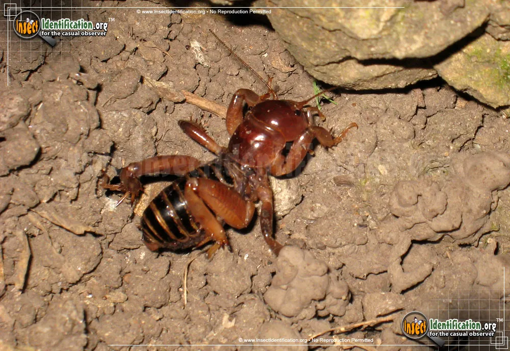 Dark Jerusalem Cricket - photo 5
