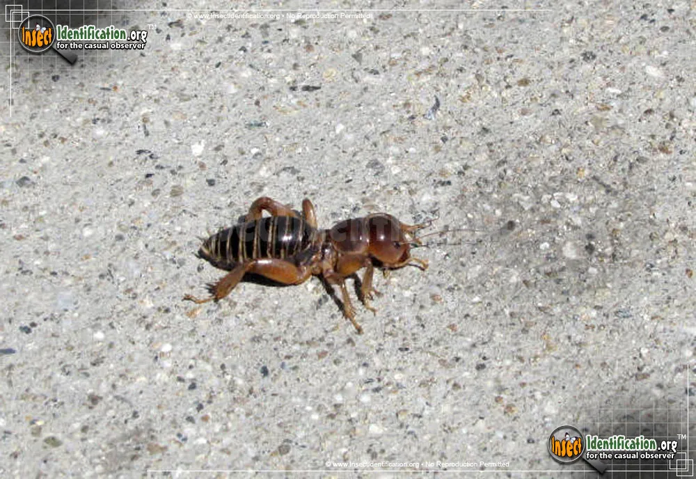 Dark Jerusalem Cricket - photo 7