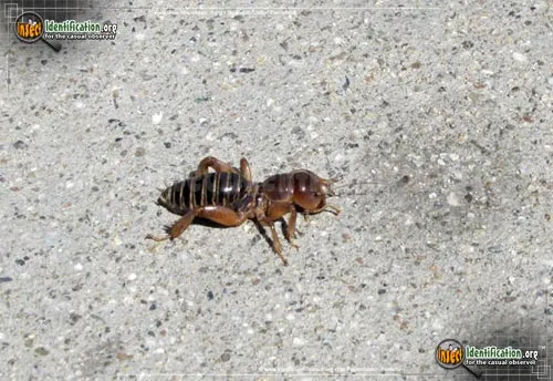 Dark Jerusalem Cricket - photo 8