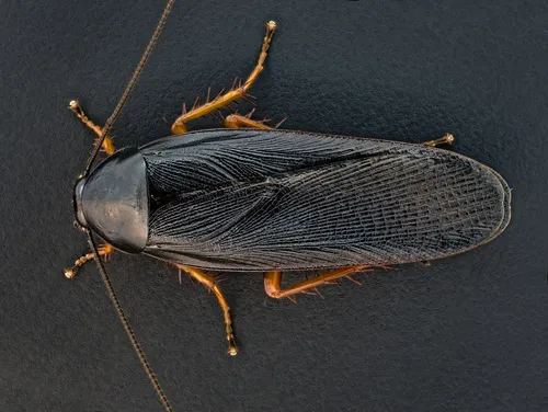 Dark Wood Cockroach
