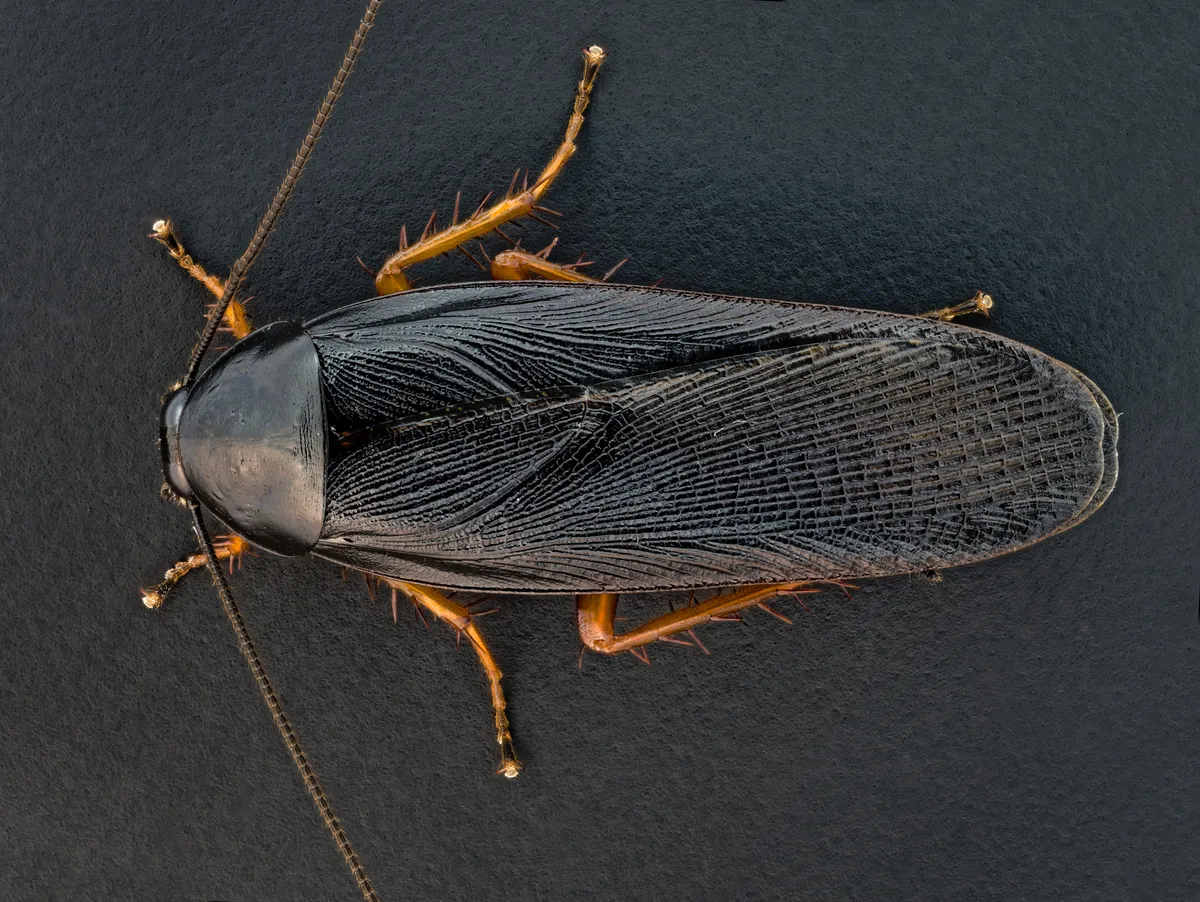 Dark Wood Cockroach - photo 3