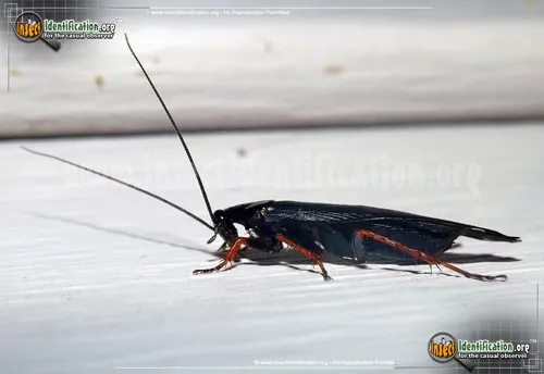 Dark Wood Cockroach - photo 4