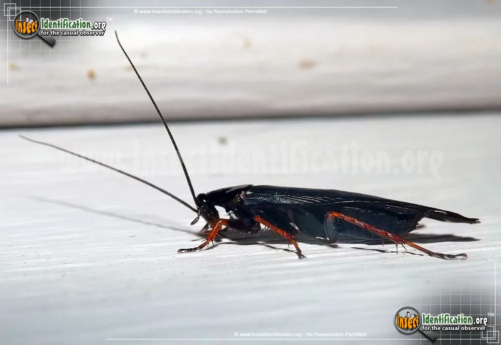 Dark Wood Cockroach - photo 5