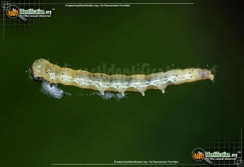 Dark-headed Aspen Leafroller Moth - photo 2