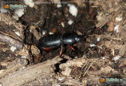 Darkling Beetle -Argoporis spp. - photo 2