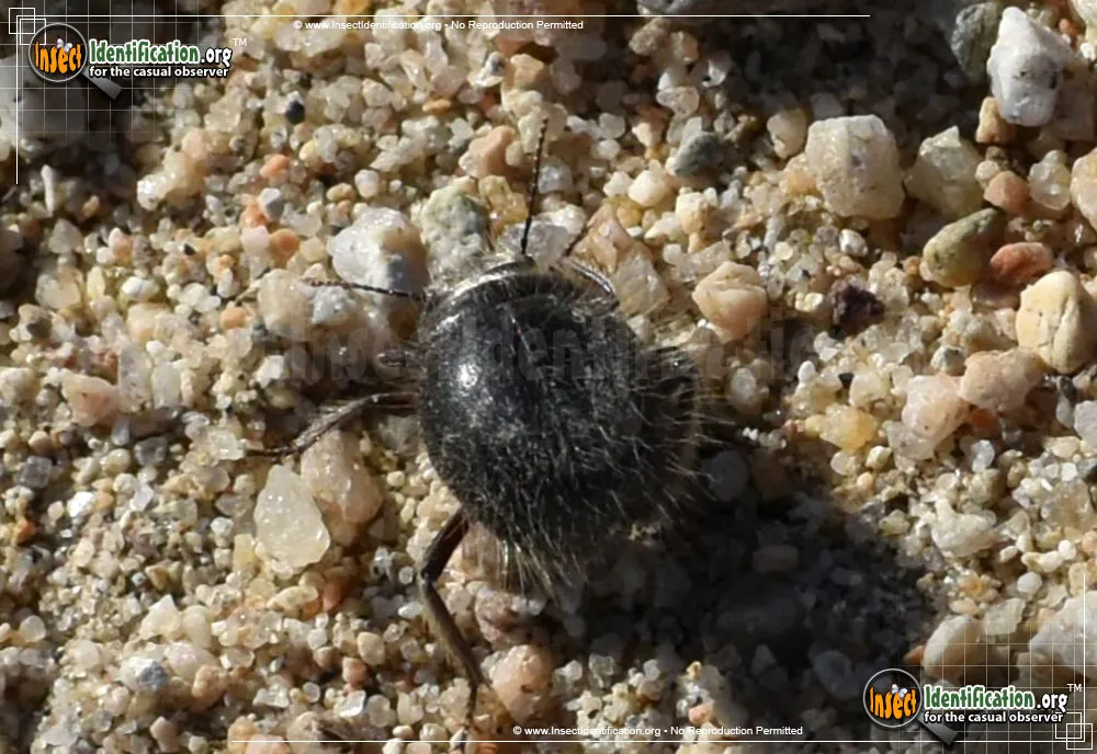 Darkling Beetle -E. ventricosus