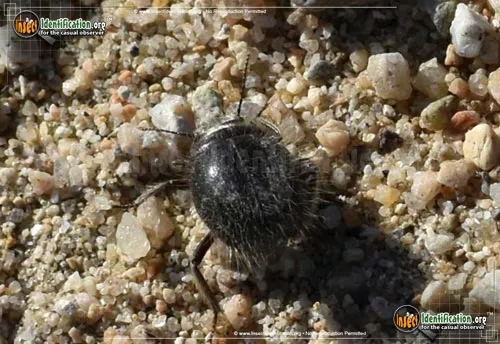 Darkling Beetle -E. ventricosus - photo 2