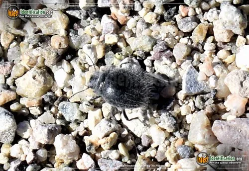 Darkling Beetle -E. ventricosus - photo 6
