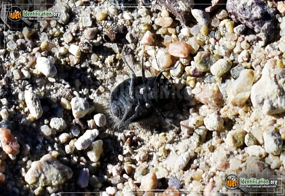 Darkling Beetle -E. ventricosus - photo 7