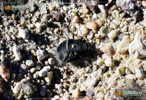 Darkling Beetle -E. ventricosus - photo 8