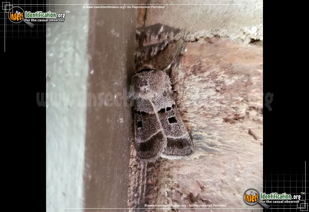 Dart Moth