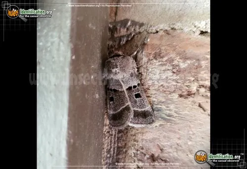 Dart Moth - photo 2