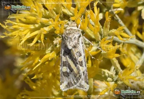 Dart Moth - photo 2