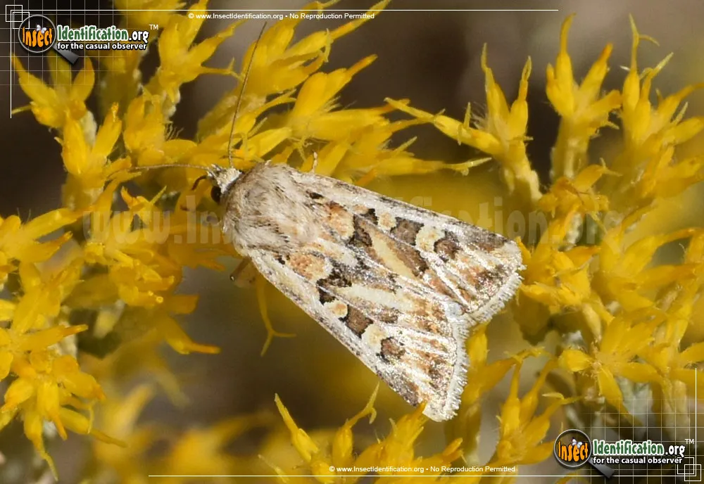 Dart Moth - photo 3