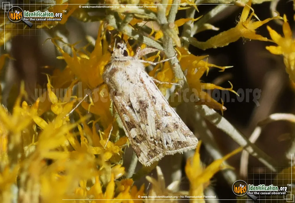 Dart Moth - photo 5