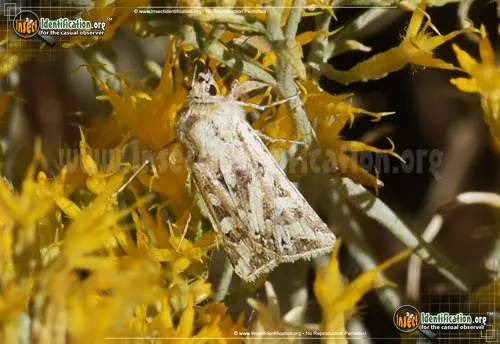 Dart Moth - photo 6