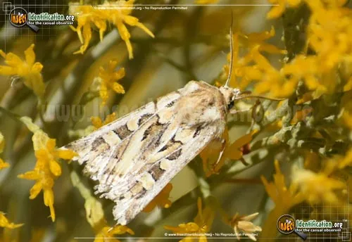 Dart Moth - photo 8