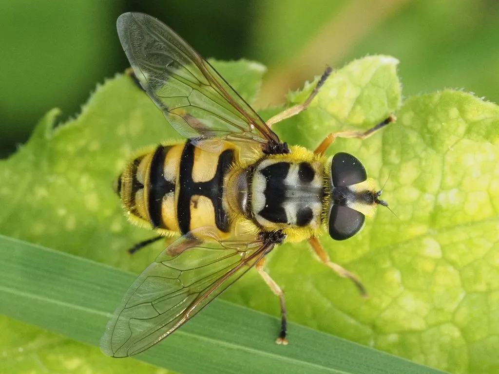 Deadhead Hover Fly - photo 2