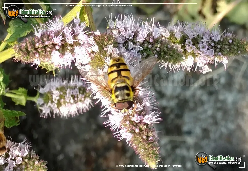 Deadhead Hover Fly - photo 4