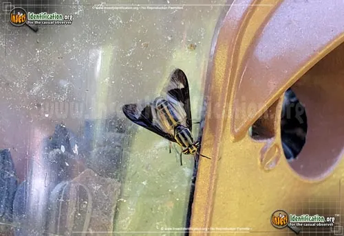 Deer Fly - photo 2