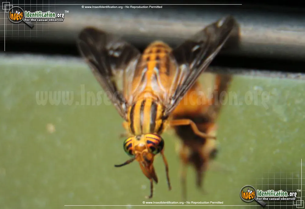 Deer Fly - photo 3