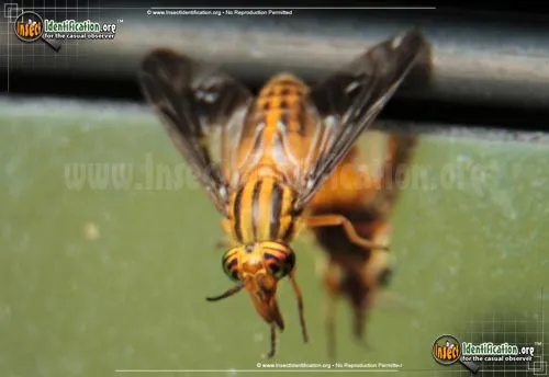 Deer Fly - photo 4