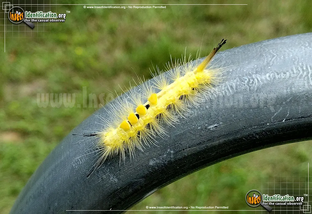 Definite Tussock Moth
