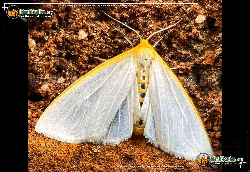 Delicate Cycnia - Cycnia tenera