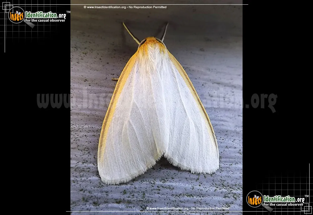 Delicate Cycnia - photo 3