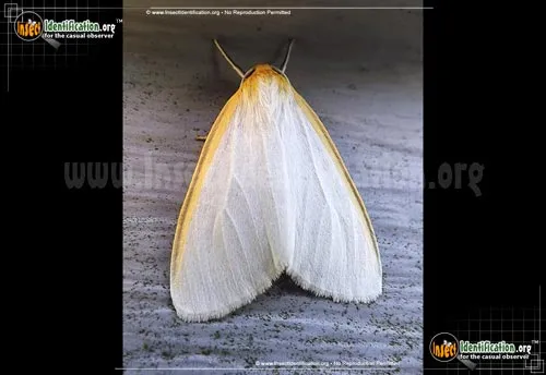Delicate Cycnia - photo 4