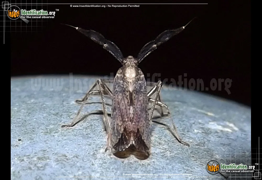 Delphacid Planthopper - Copicerus irroratus