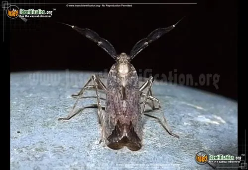 Delphacid Planthopper - photo 2