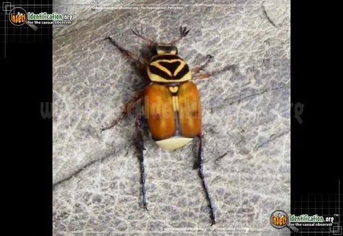 Delta Flower Scarab Beetle - photo 2