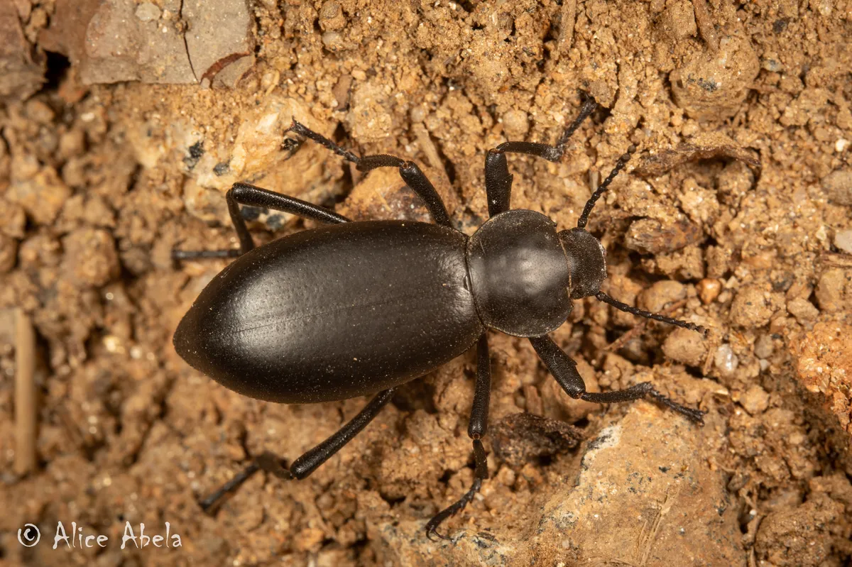 Dentate Stink Beetle - photo 3