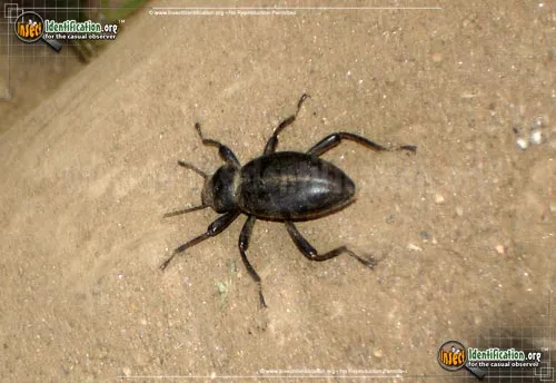 Dentate Stink Beetle - photo 4