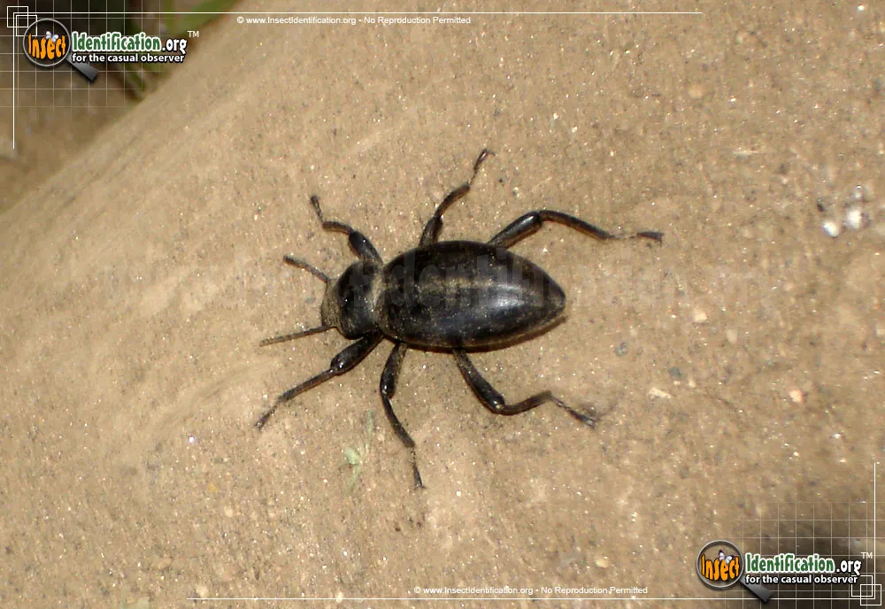 Dentate Stink Beetle - photo 5