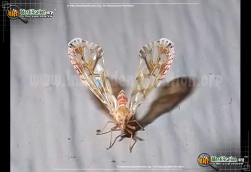 Derbid Planthopper - photo 2