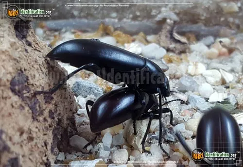 Desert Stink Beetle - photo 2