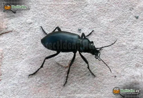 Desert Stink Beetle - photo 4